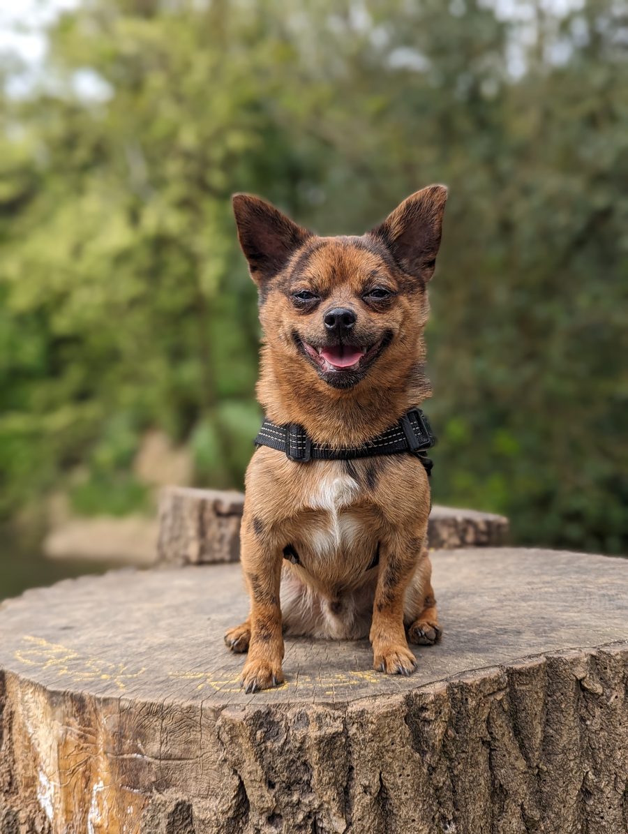Arnie, a small smiling tan-and-black dog sat on a tree stump in the woods
