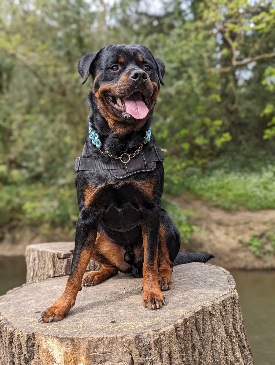 Bruno, a happy Rottweiler with his tongue out, sat on a tree stump in the woods